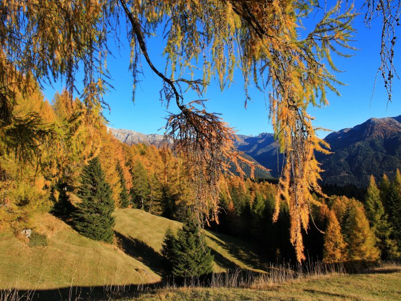 autumn-2886407-1-copy