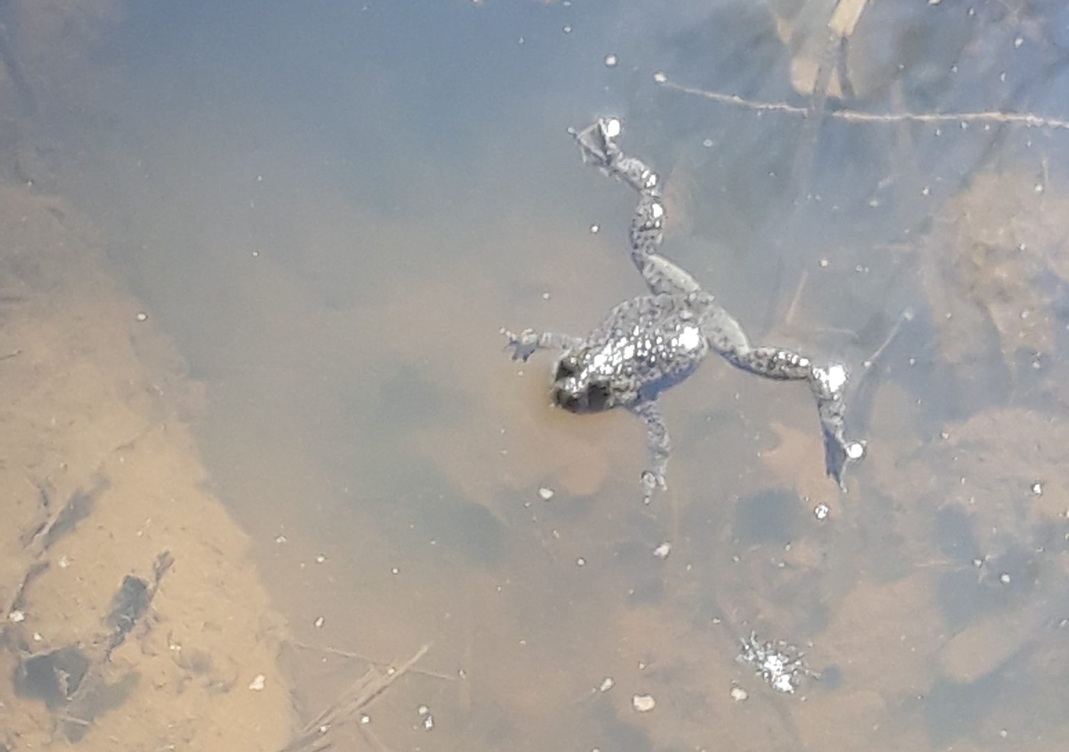 ROSCI0119-M-Mare_Brotacel