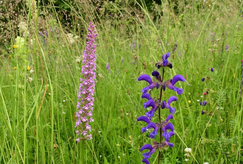 504281633_10239313015110498_7452916082508625798_n