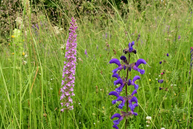 504281633_10239313015110498_7452916082508625798_n