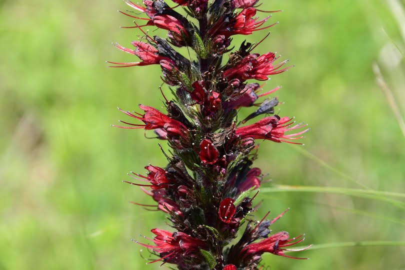 508458596_10239504076766920_1854284676553026697_n