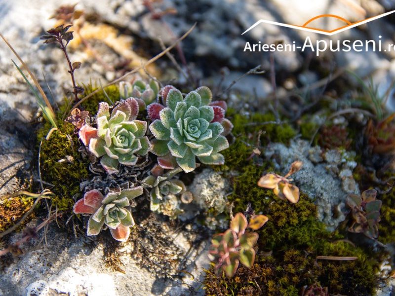 Piatra-Mandrutului-Flori-de-piatra