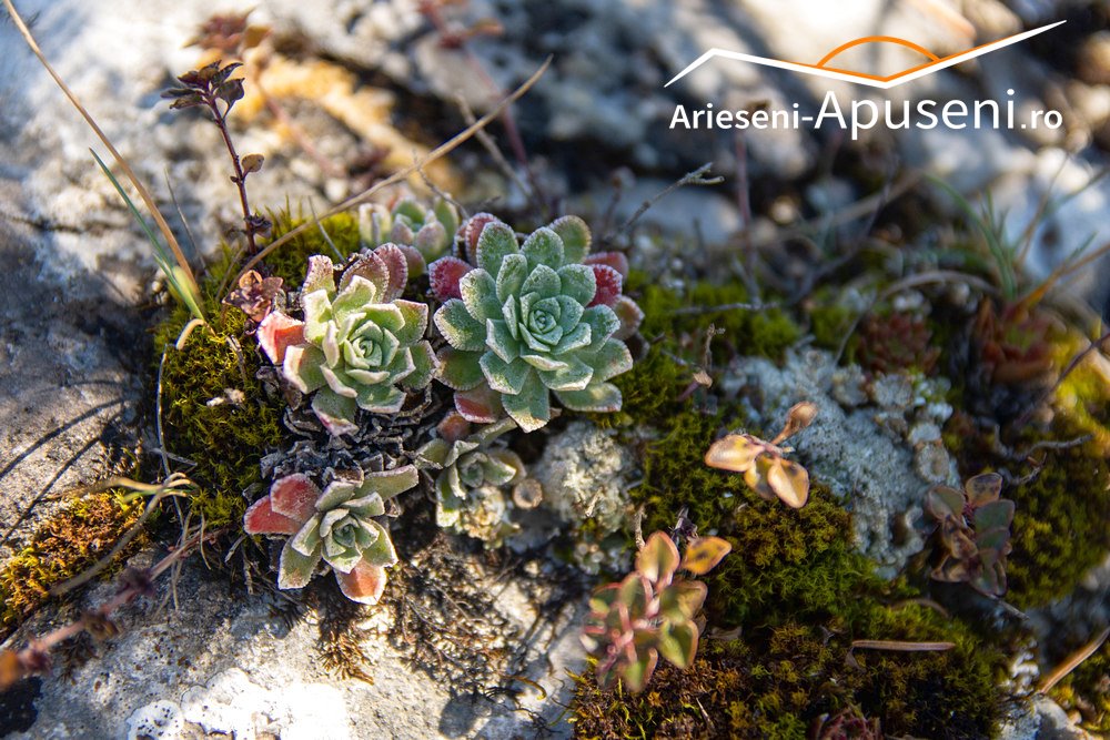 Piatra-Mandrutului-Flori-de-piatra