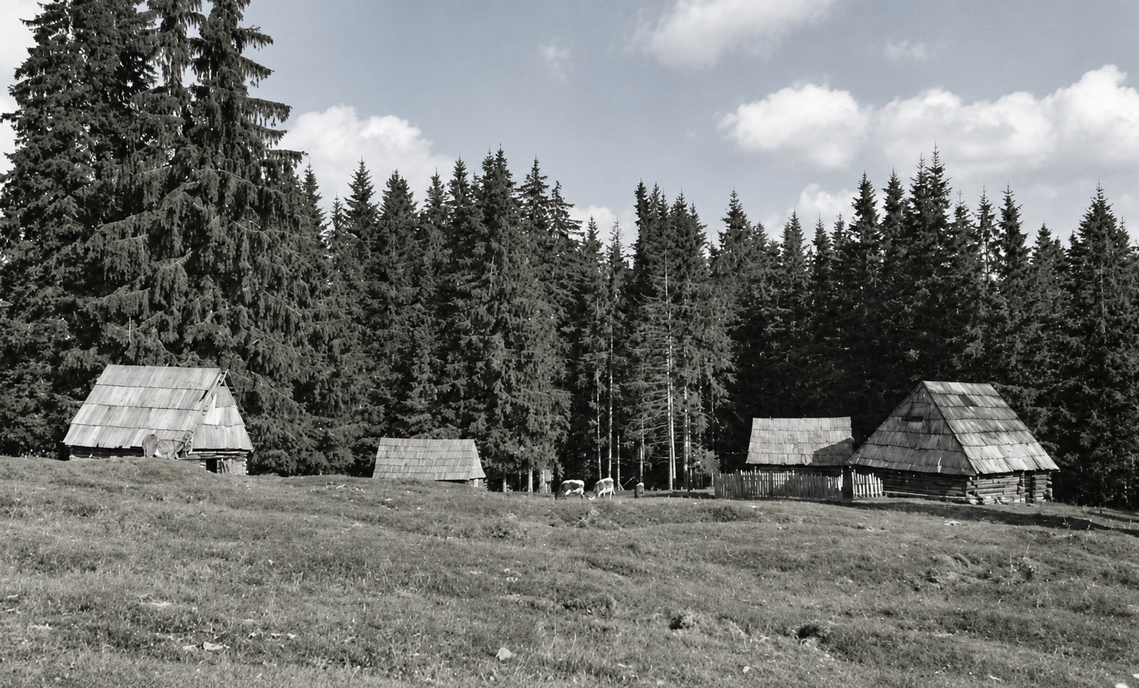 Poiana-montana-cu-cabane-rustice